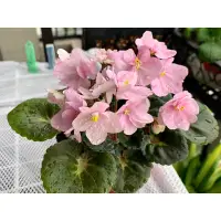 在飛比找蝦皮購物優惠-【花鳥風月】太陽神殿 / RS-Khram Solntsa 