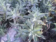 WHITE SAGE / SACRED SAGE seeds