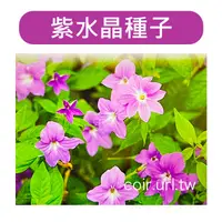 在飛比找蝦皮購物優惠-【全館590免運】紫水晶種子~Browallia-約30粒