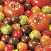 Tomato Mix 40 Seeds All Types Mixed Spring Summer Vegetable Garden Rare