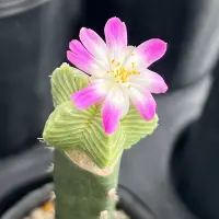 在飛比找蝦皮購物優惠-☀️小陽光仙人掌☀️ 花籠紅龍 多肉植物 療癒小物 多肉植物