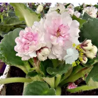 在飛比找蝦皮購物優惠-4吋盆 [ AV-Ekstaz 非洲菫盆栽  粉白色重瓣玫瑰