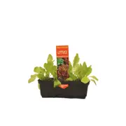 Punnet Mignonette Lettuce Mix - Lactuca sativa