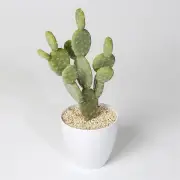 Cactus with cement pot
