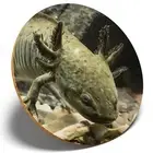 1 X Axolotl Salamander Animals - Round Coaster Kitchen Student Kids Gift #16605