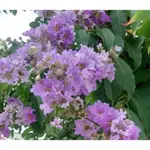 玫森  大花紫薇 袋苗 觀花植物