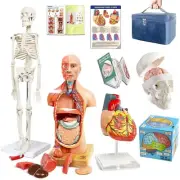 EVOTECH Human Body, Skeleton, Heart, Half Size Skull with Brain Models, Anato...