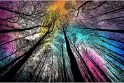 Gradient Magic 1000-Piece Puzzle - Challenging Under Starry Night Art for Adults