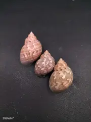 3 x phasianella ventricosa shell collection Sea shell. Beach #10882