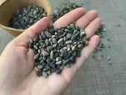 Premium Pebbles - Black Pearl Top Dressing (Order Separately)