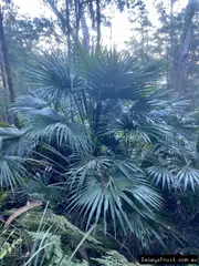 Buy Cabbage Palm Trees (Livistonia australis)