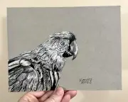 Original Parrot Bird Ink Drawing on Gray Toned Paper Size 6”x8”