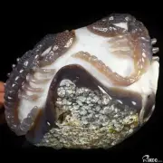 6.9" Agate Amethyst Geode Hand Carved Crystal Scorpion Sculpture