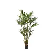 [James Lane] Kentia Palm Green - 60cm x 60cm x 210cm