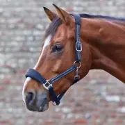 Waldhausen Alcantara padded horse halter & lead - Navy NEW