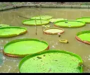 Victoria Amazonica 10 Seeds Giant Water Lily Lotus water + PHYTO CERTIFICATE
