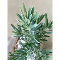 在飛比找蝦皮購物優惠-水晶藍羅漢松｜Elongatus🌿植悟誌 藝樹盆栽