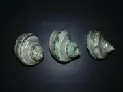 THREE (3) PEARL BANDED GREEN TURBO SEA SHELL, BEACH CRAFT AQUARIUM SNAIL SHELLS