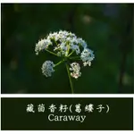 藏茴香籽(葛縷子)｜CARUM CARVI｜有機精油｜產地:芬蘭 10ML