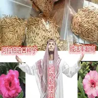 在飛比找蝦皮購物優惠-沙漠玫瑰種子 藍色芭蕾名貴品種  重辦沙漠玫瑰 玫瑰花 沙漠