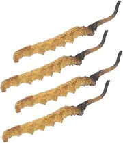KOMBIUDA 4pcs Cordyceps Model Supplies for Doctor Role Play Props Realistic Chinese Medicine Props