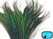 10 Pieces - Natural Peacock Swords Cut Feathers