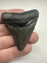 Megalodon Shark Tooth Fossil Venice, Florida