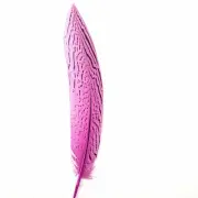 6" to 10" Silver Pheasant Tail Feather - Hot Pink