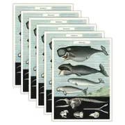 6x Cavallini Paper Poster Prints/Gift Wrap Wall Art Decor 50x70cm Whale Chart