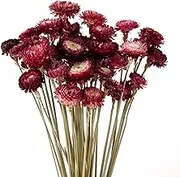 Dried Flower 40PCS Daisy Bouquet 100% Natural Chrysanthemum Dry Flower with Stem for Vase Home décor Party DIY Arrangement Wheat Straw Bulk (Burgundy)