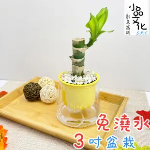 【小品文化】巴西鐵樹【現貨】3吋山形盆 懶人盆栽 免澆水盆栽 水培 簡單種植 觀葉植物 室內植物 自動吸水 花盆