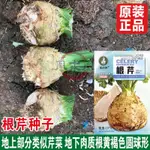 【優選品質】根芹種苗芹菜苗子秧苗雪白芹菜種子家庭盆栽大麵積種植高産易種植