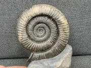 Whitby Dactylioceras sp Fossil Ammonite, Freestanding, Whitby, Yorkshire, UK