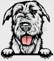 IRISH WOLFHOUND Peeking Dog Breed Color Window Laptop Sticker 100mm w/proof