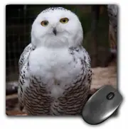 3dRose Pretty White Snowy Owl- Birds- Animals MousePad