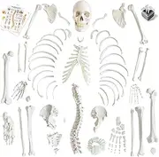 Human Model of Skeleton for Anatomy 67“ High with 200+ Bones Structures,Scientific Disarticulated Human Model of Skeleton Bundle for Anatomy, Bones, Articulated Hand & Foot