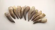 11 PCs authentic Plesiosaurus Fossils Zarafasaura tooth Specimen fossil Dinosaur