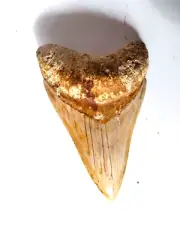 INDONESIAN MEGALODON FOSSILISED SHARK TOOTH AAA GRADE