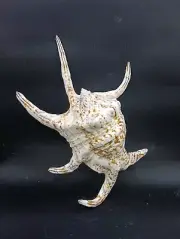 8.5" Lambis chiagra spider conch sea shells. Beach marine collector #12266