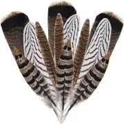 12Pcs Natural Pheasant Feathers 10-30Cm 4 Style Feathers Mixed Feathers for DIY