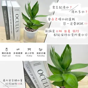 【小品文化】蓮花竹【現貨】3吋條紋圓免澆水盆栽 懶人盆栽 觀葉植物 室內植物 自動吸水 創意花盆 居家辦公盆花