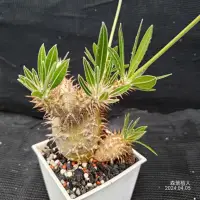 在飛比找蝦皮購物優惠-Pachypodium rosulatum v. makay