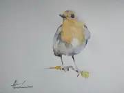 Robin, Birds, Watercolor artwork, Handmade, Original painting on paper