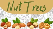 Nut Trees - Pecans, Macadamias, Chestnuts, Hazelnuts, Walnuts, Almonds