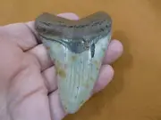 (S276-31) big 3-7/16" Fossil MEGALODON Shark Tooth Teeth JEWELRY love sharks