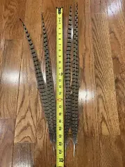 4- Premium Pheasant Tail Feathers 23”-24”