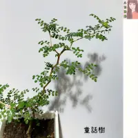 在飛比找蝦皮購物優惠-小花園藝  全新到貨 童話樹 苦參刺槐 紐西蘭刺槐/ 高級 