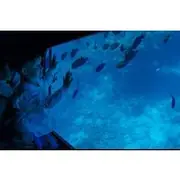 Save 14.97%! 2 Hours Semi Submarine Tour With Transfer from Sharm El-Sheikh