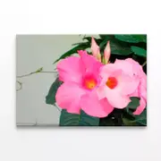 Close-Up of a Mandevilla Flower Print 100% Australian Made 150 x 100cm (Stretched)