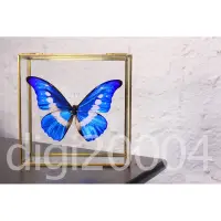在飛比找蝦皮購物優惠-光明女神🦋摩爾弗蝶標本 金框玻璃盒   *蝴蝶 *標本展示 
